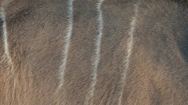 Male Lion with mane walking across gravel road in Kruger National Park