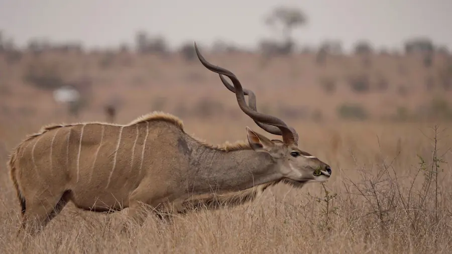 kudu browsing having the worst time to visit kruger national park