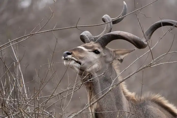 Kruger National Park Safari All Inclusive Packages