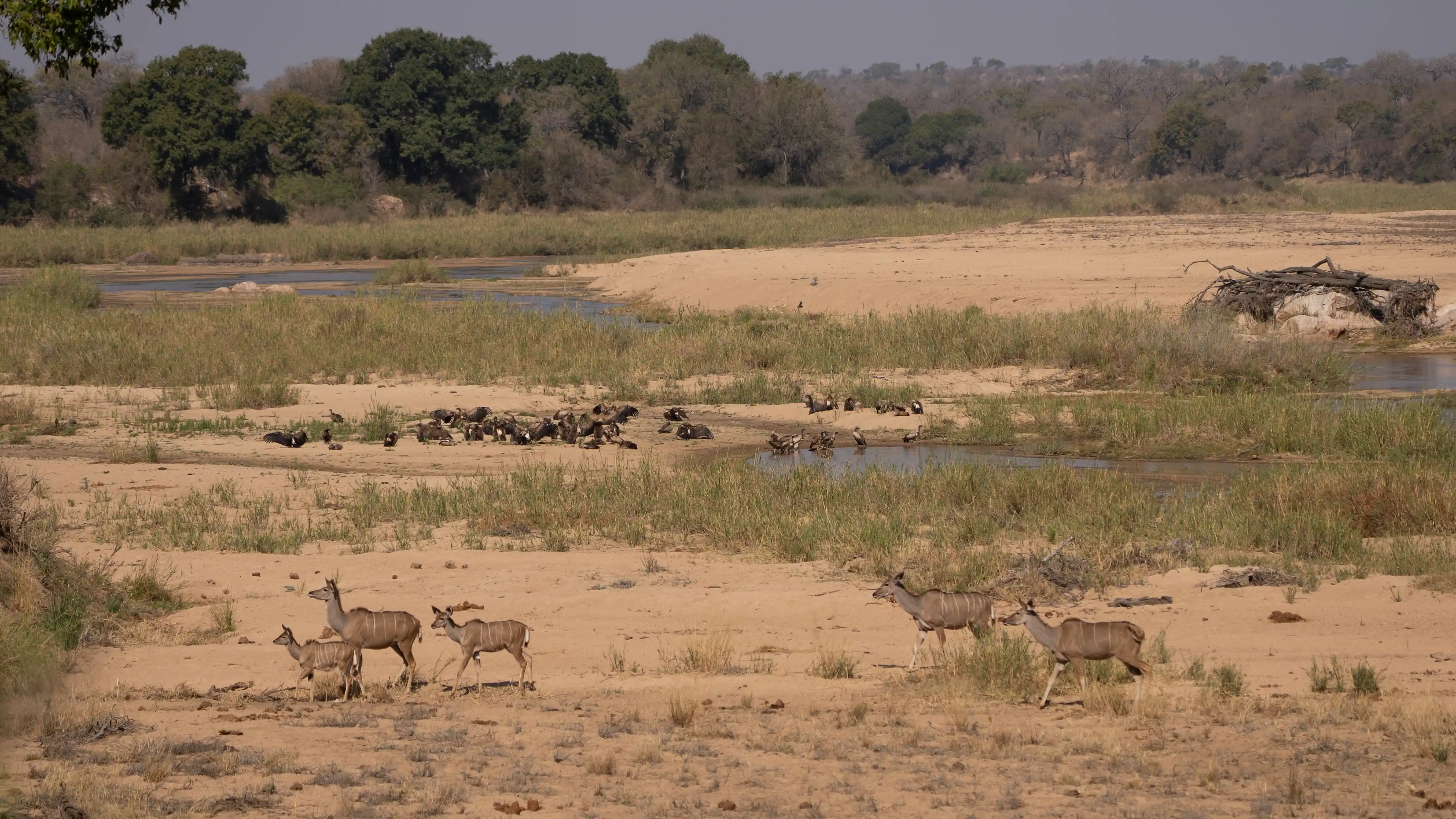 kudu crossing sand river on 7 day all inclusive private kruger national park safari