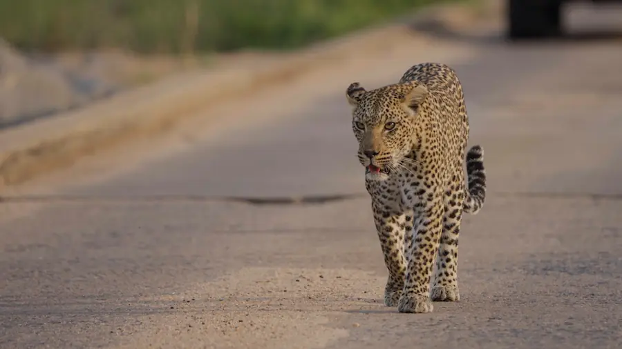 leopard crossing low water bridge best time to visit kruger national park