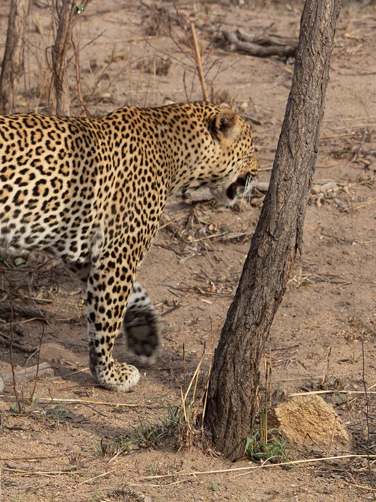 Leopard in Kruger National Park walking to scratch tree