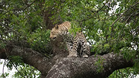 Leopard in Kruger National Park sitting in Marula tree close to Pretoriuskop Rest camp