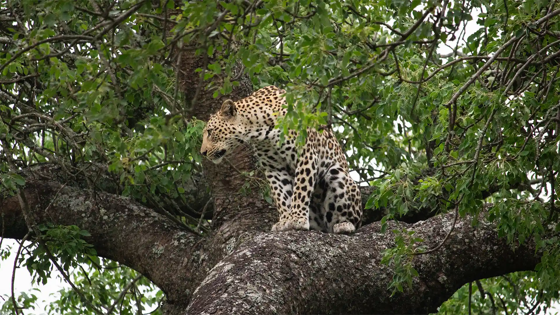 Kruger Safari