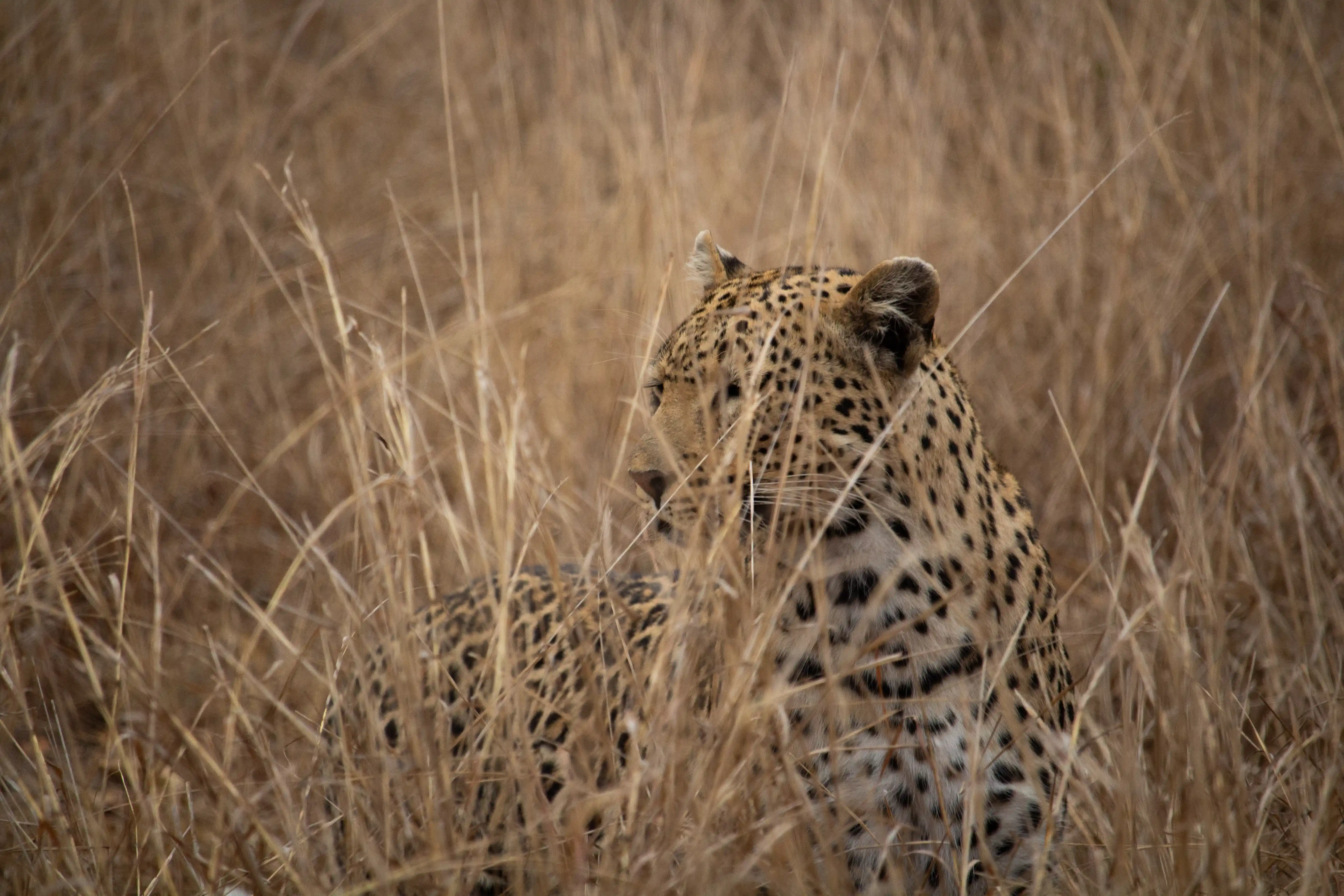 African leopard blending in with tall grass