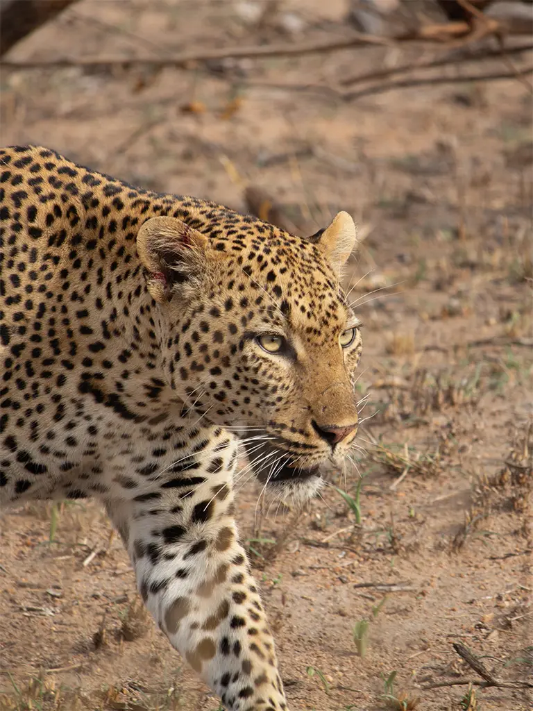 close up of Leopard in Kruger National Park patrolling territory