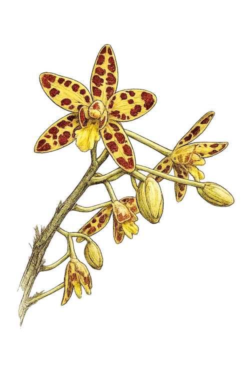 Leopard Orchid in Kruger National Park