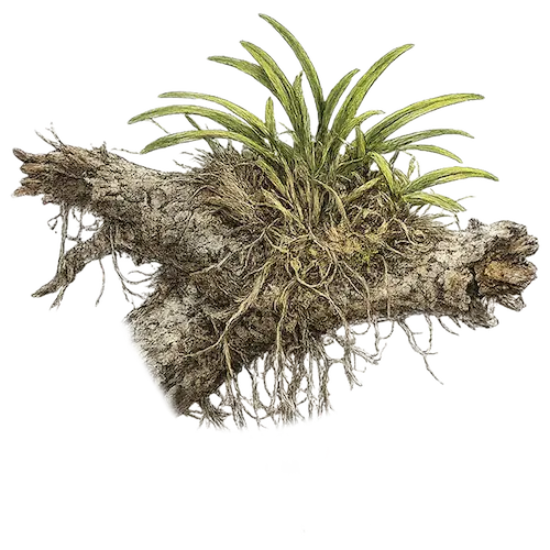 leopard orchid plant sketch