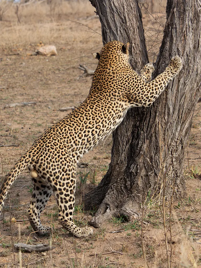 Leopard in Kruger National Park scratching silver cluster leaf to mark territory
