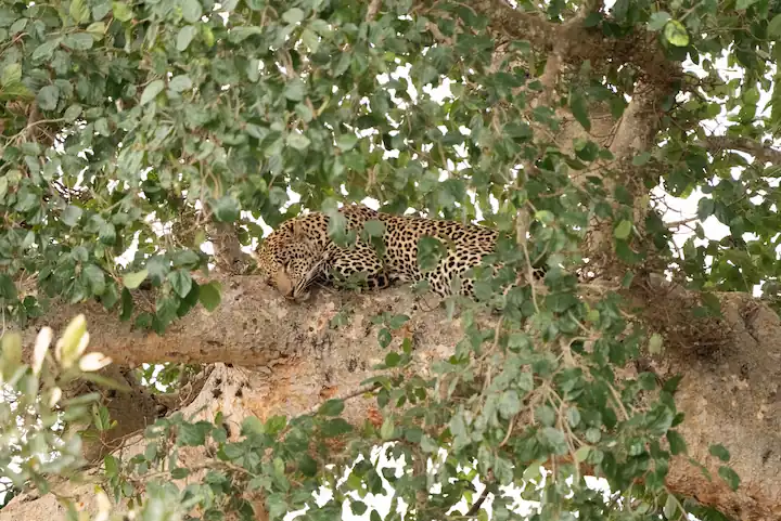 Kruger National Park Safari All Inclusive Packages