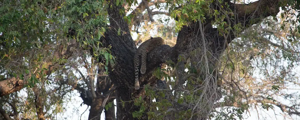 Leopard sleeping in tree in Kruger National Park