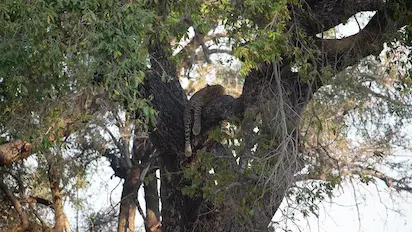leopard sleeping in tree, seen on our Kruger National Park All Inclusive Packages.
