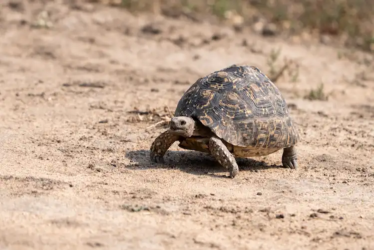leopard tortoise crossing gravel road in Kruger National Park Safari packages