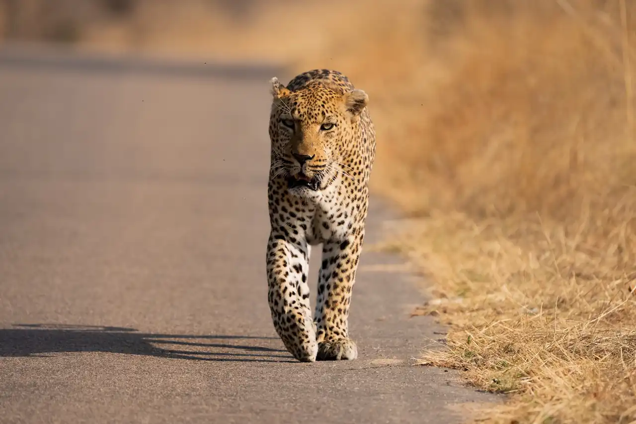 Kruger National Park Safari All Inclusive Packages