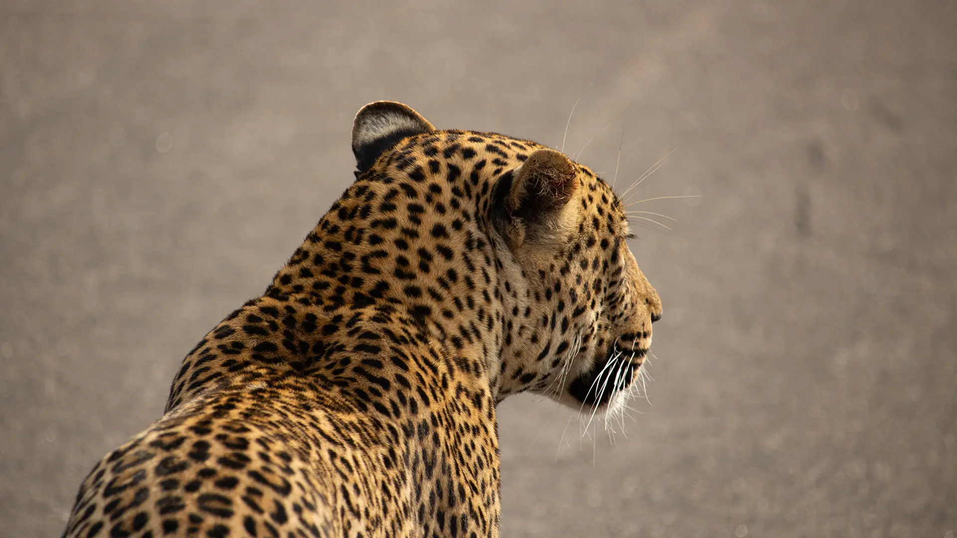 Behind-the-scenes vertical image