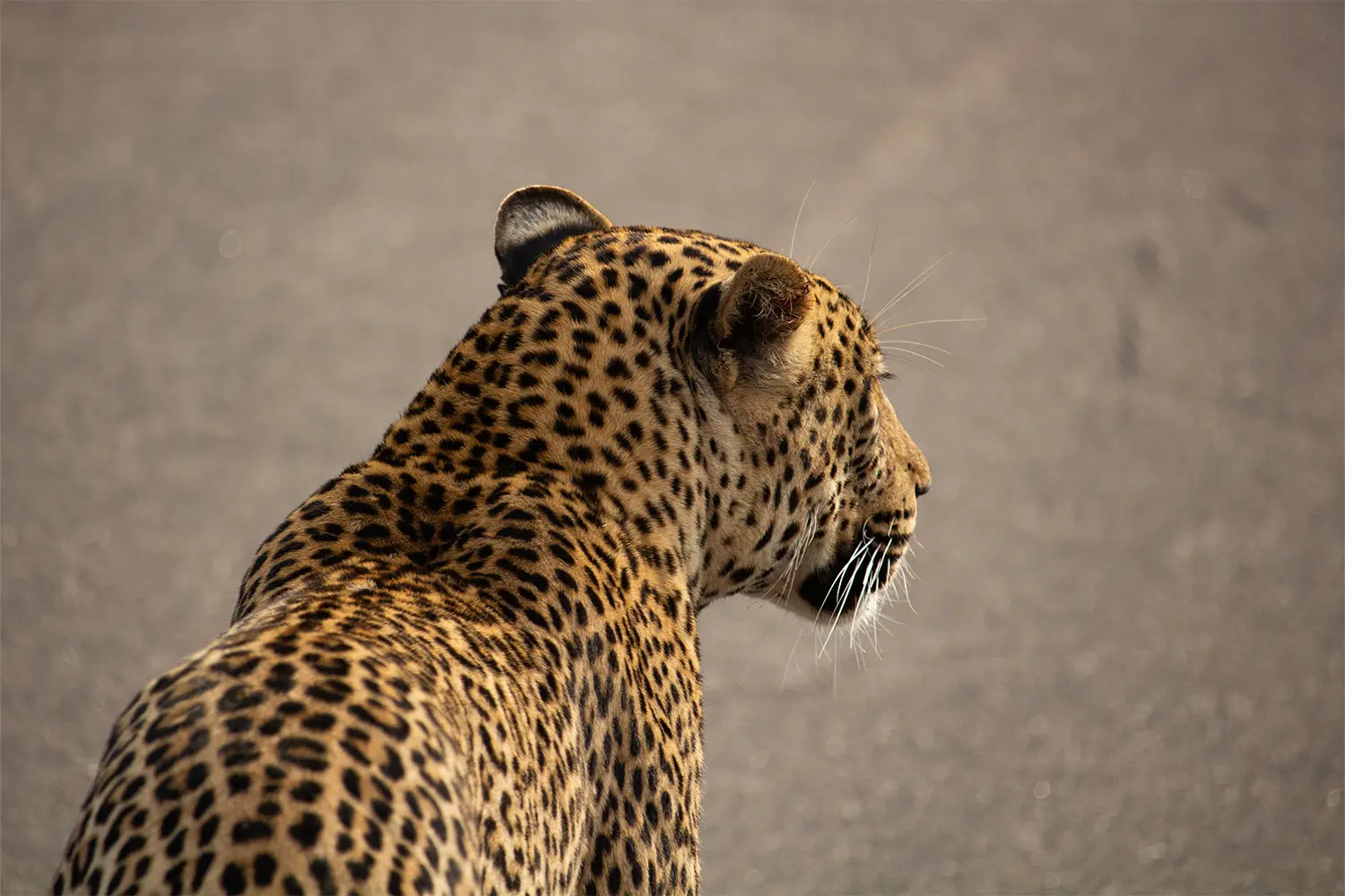Leopard walking on the road in Kruger National Park