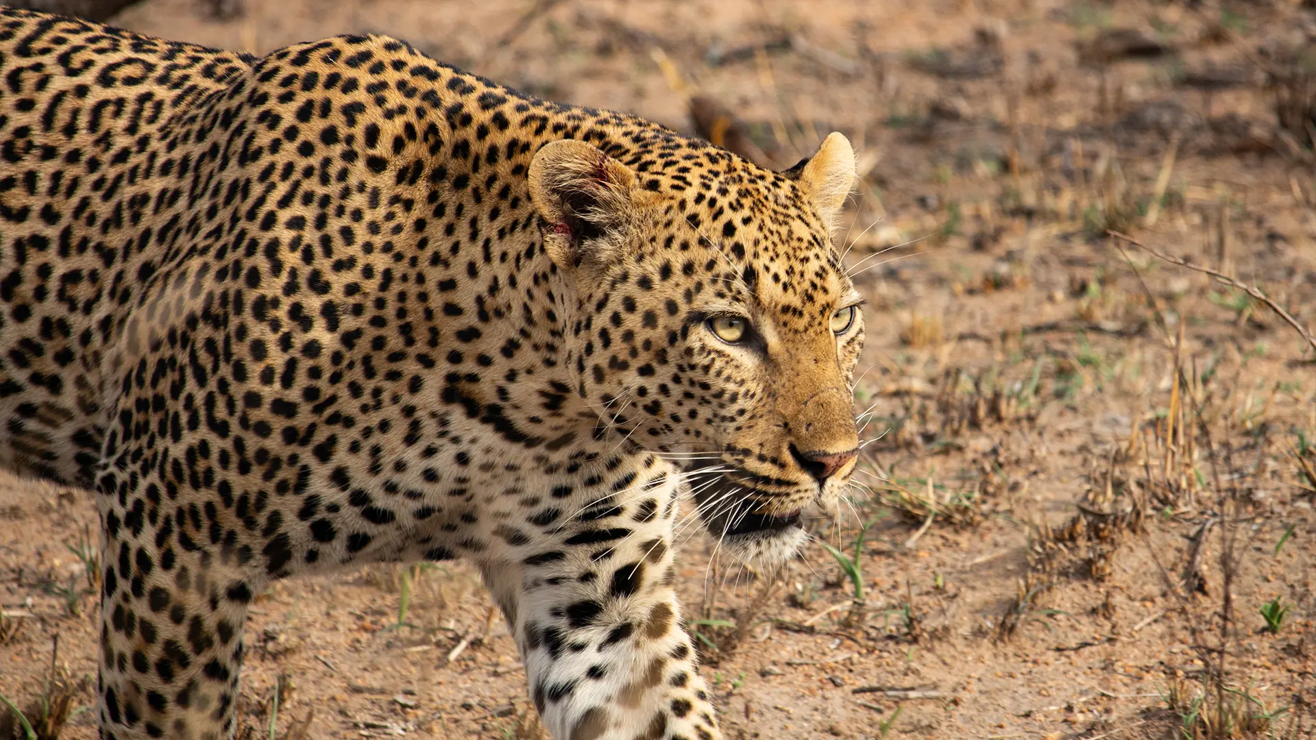 a male lion close to Satara on a Kruger National Park Classic Safari Package