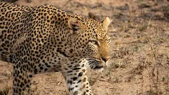a male lion close to Satara on a Kruger National Park All Inclusive Packages