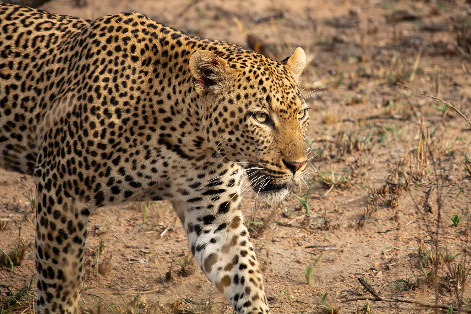 Leopard walking in open woodland in Kruger National Park