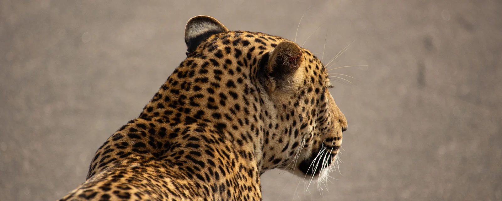 Leopard crossing the road while on Private Kruger Safari with Eugene