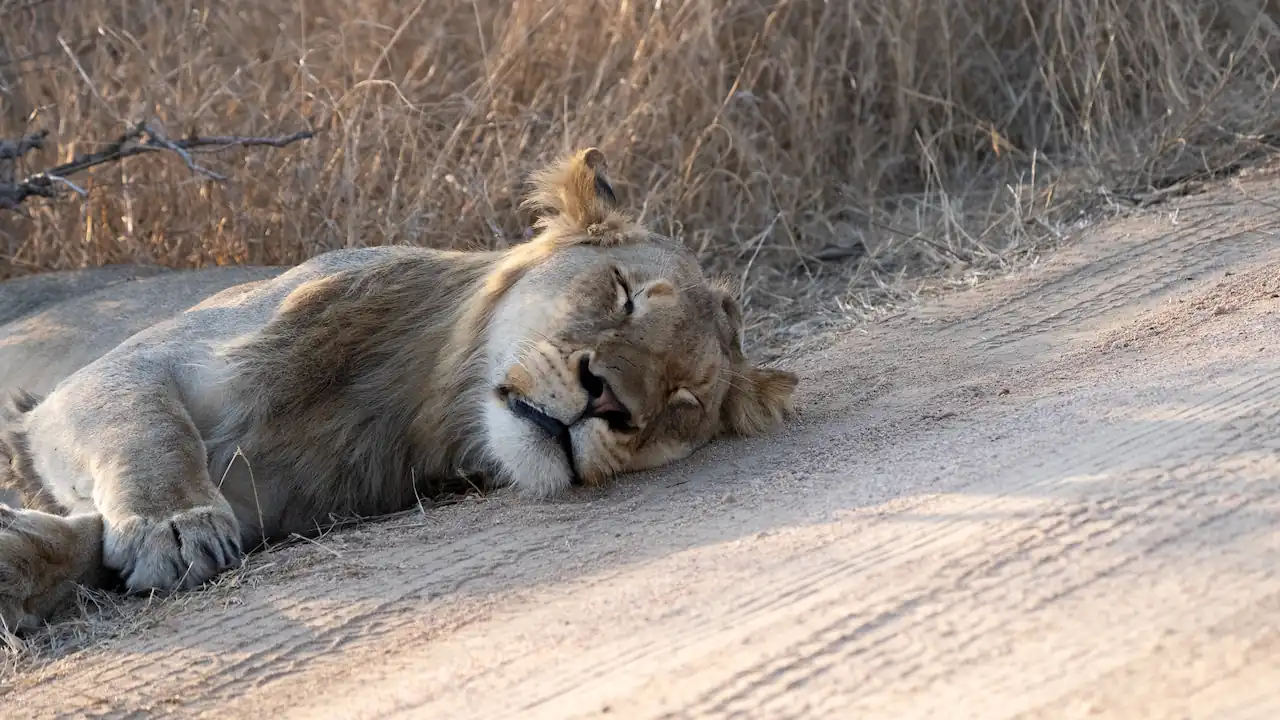 Kruger National Park Safari All Inclusive Packages