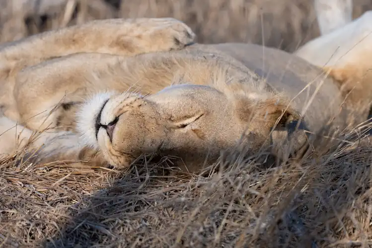 Lion sleeping in grass next to gravel road