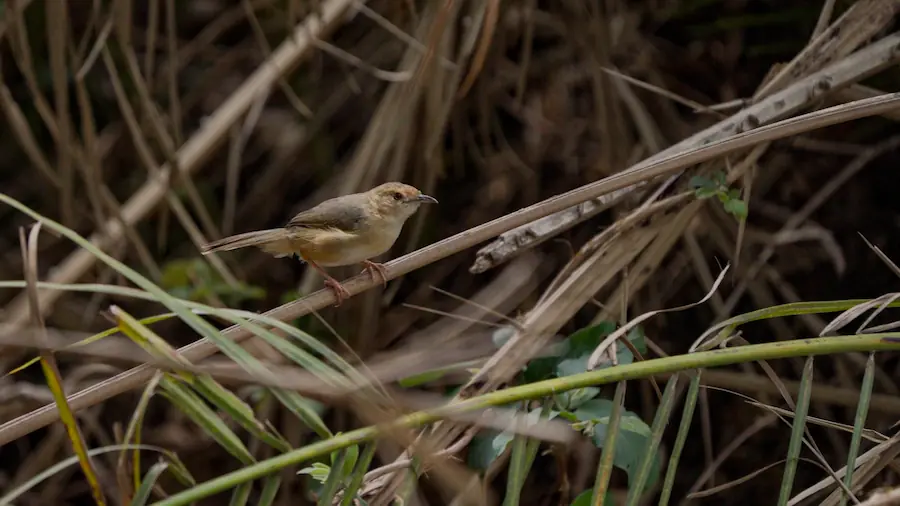 little rust warbler best time to visit kruger national park