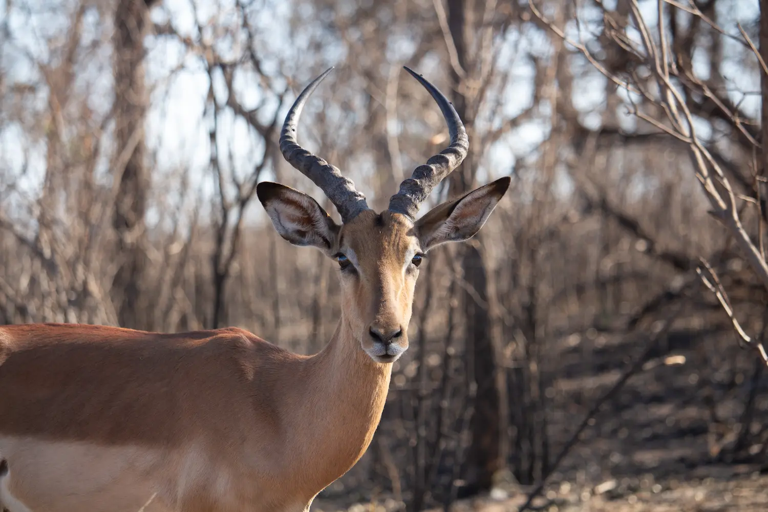 Male Impala showing of its horns at the end of the dry season in Kruger National Park All Inclusive Packages