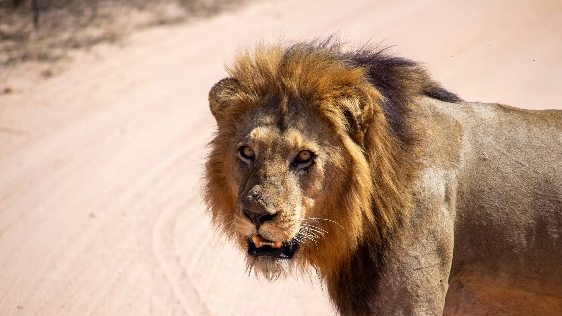 Male Lion with mane walking across gravel road in Kruger National Park