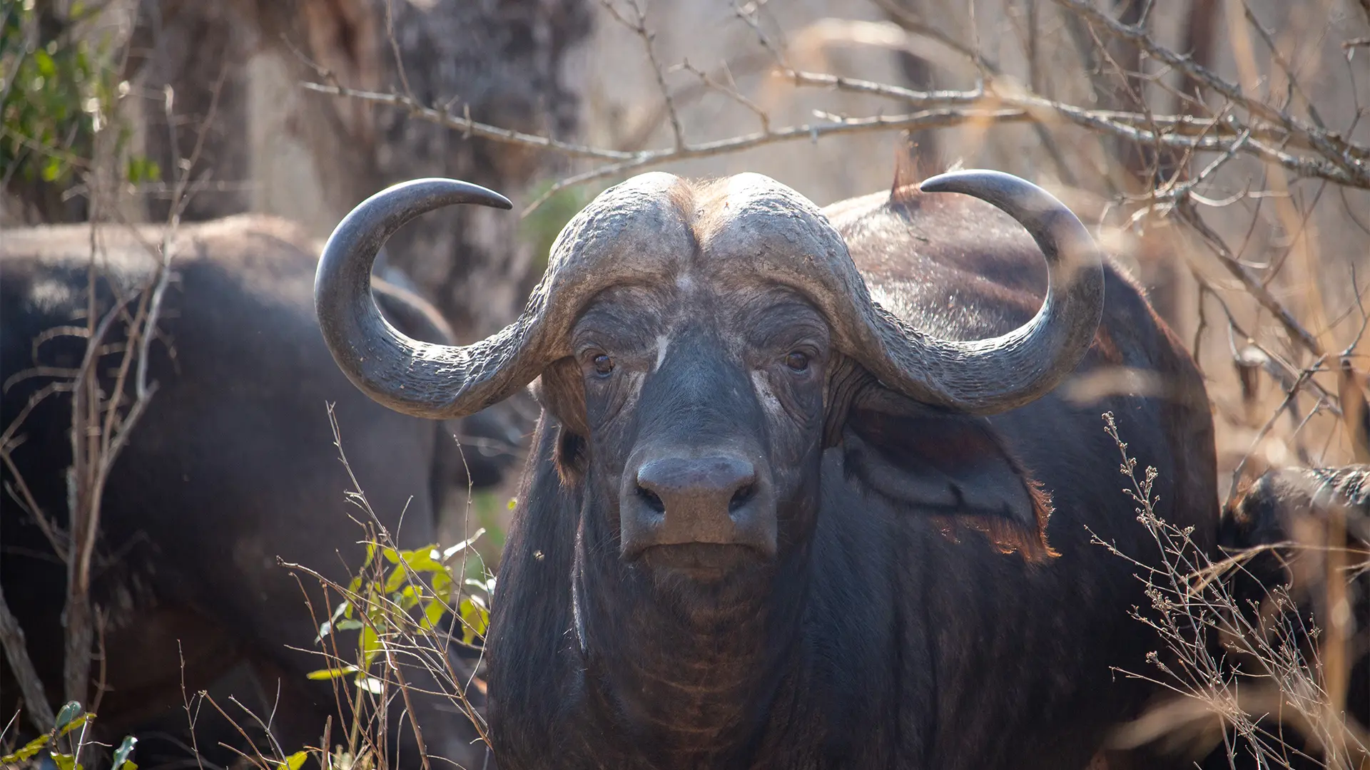 Buffalo