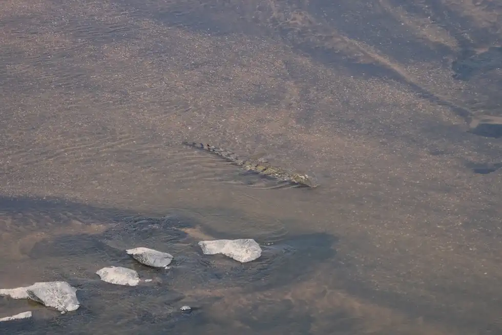 Nile crocodile relaxing in shallow water in Kruger National Park