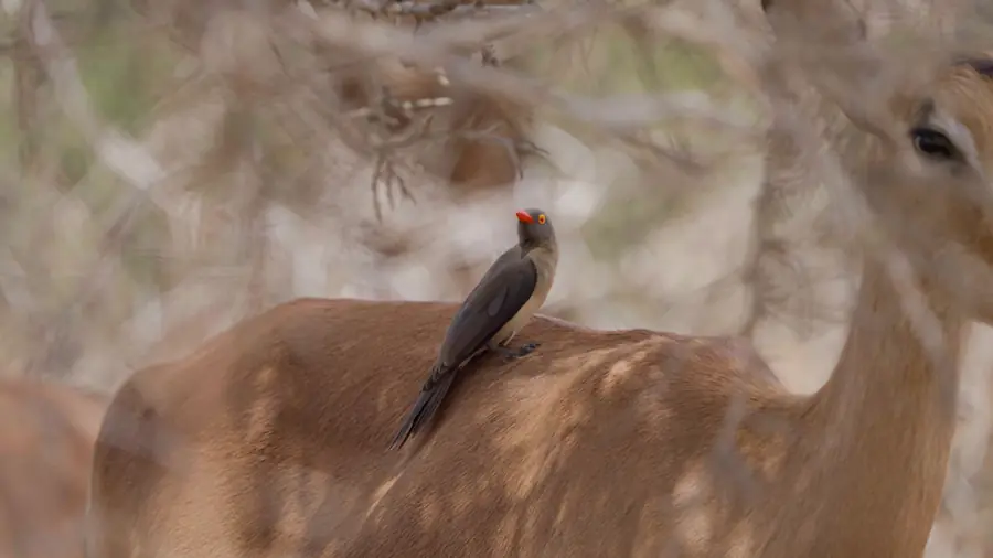 red-billed oxpecker on impala having the worst time to visit kruger national park