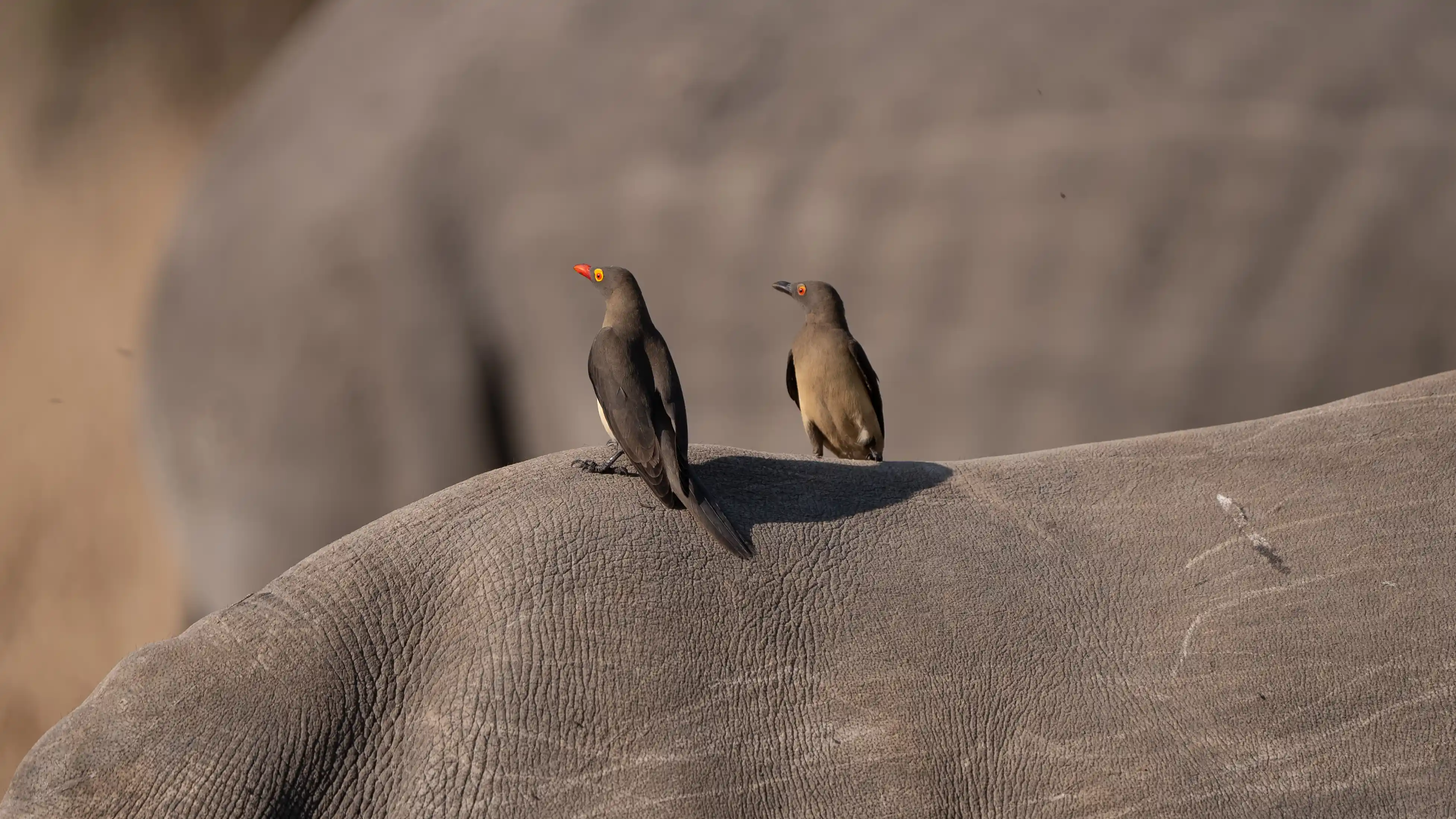 Kruger Birds