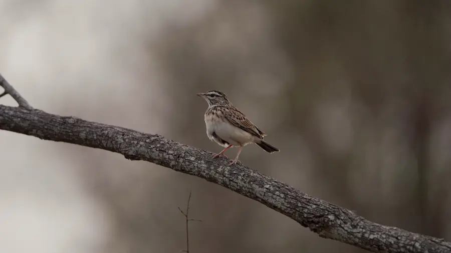 sabota lark posing on branch
