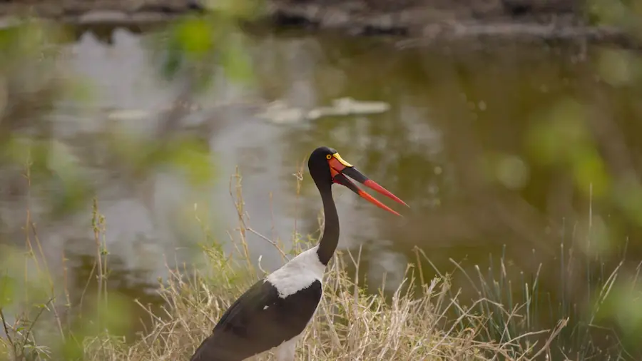 saddle-billed stork in dry river with the worst time to visit kruger national park