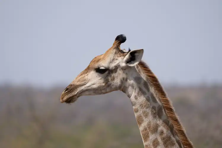 Southern African Giraffe slowly walking in open savannah in Kruger National Park