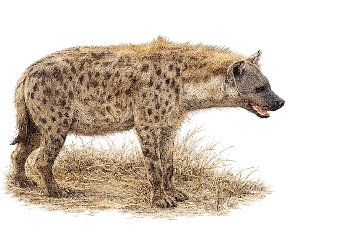 Spotted Hyena Sketch