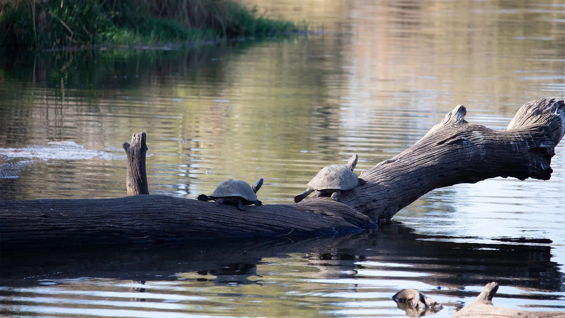 5 Day All inclusive in Safaris Kruger National Park