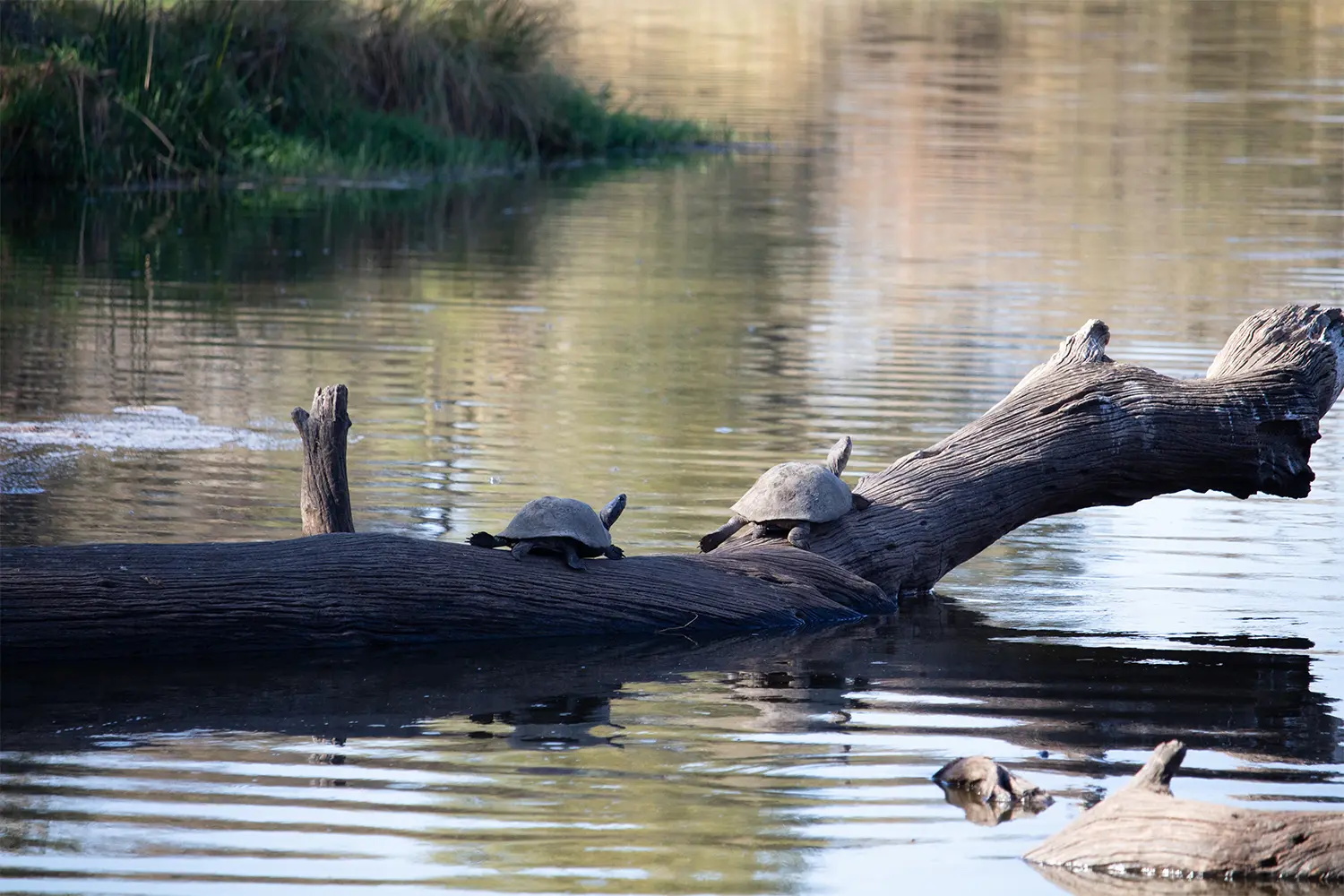 terrapins on a log at Lake Panic Bird hide