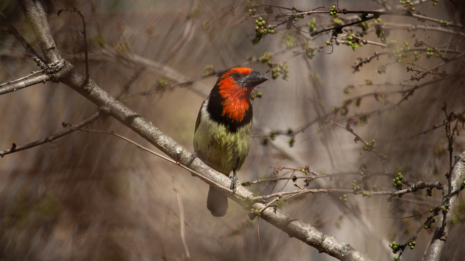 Black-Collared Barbet at Pretoriuskop Rest Camp in Kruger National Park perched behind thicket