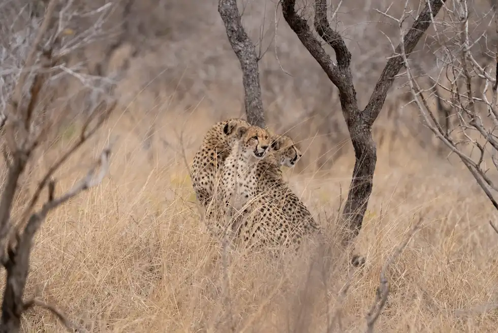 cheetah looking to make contact with a snack in Kruger National Park