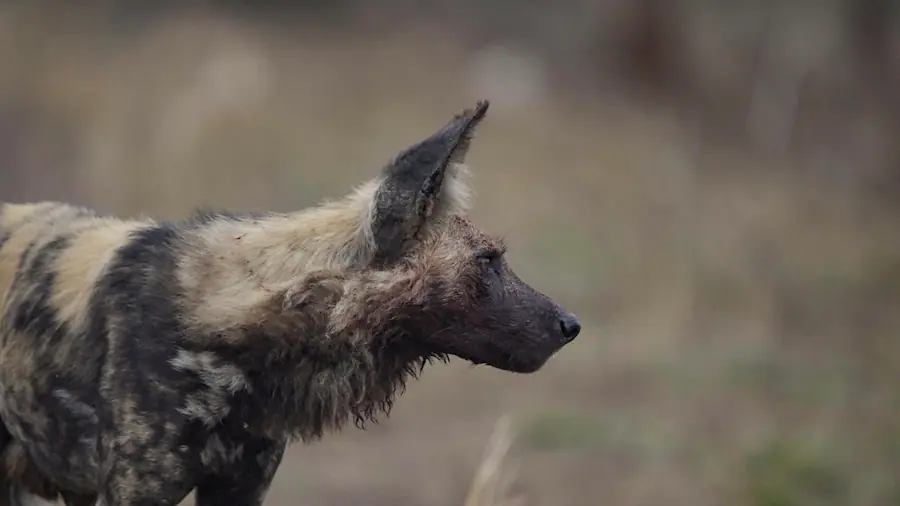 Wild dog sighting on the road in Kruger National Park