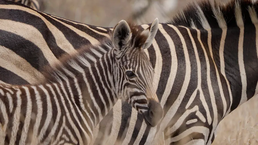 best time to visit kruger national park young baby zebra