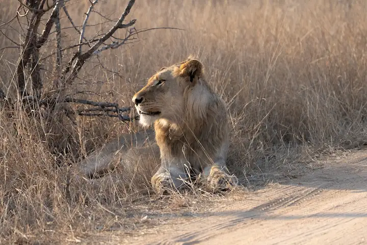 Young Male Lion Next to the Road in Kruger National Park