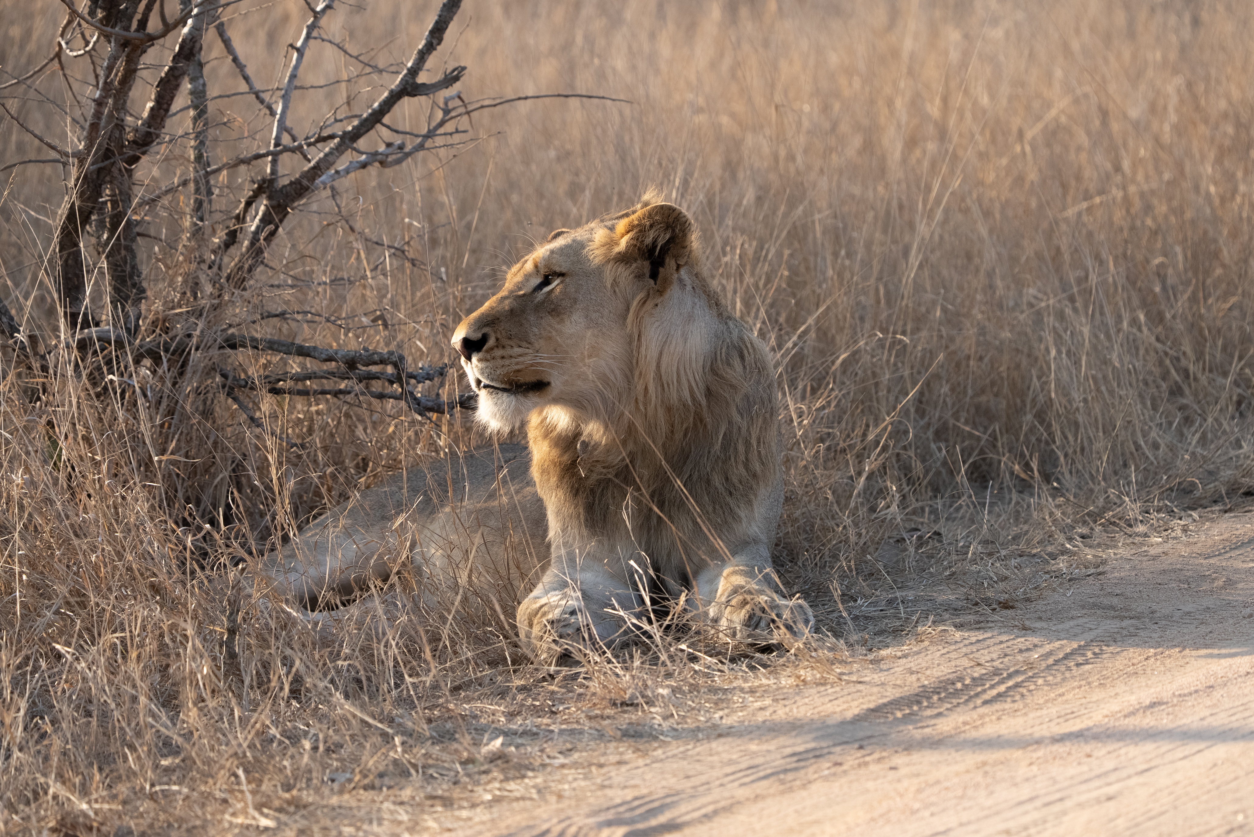 Young Male Lion Next to the Road in Kruger National Park