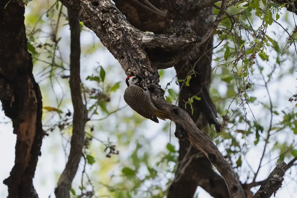 beared woodpecker making contact with wood pecking for grub in Kruger National Park