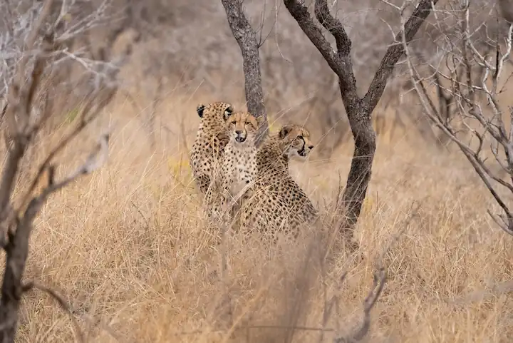 3 Cheetah seen sitting on a small termite mound scanning the area seen on a Kruger National Park Private Safari