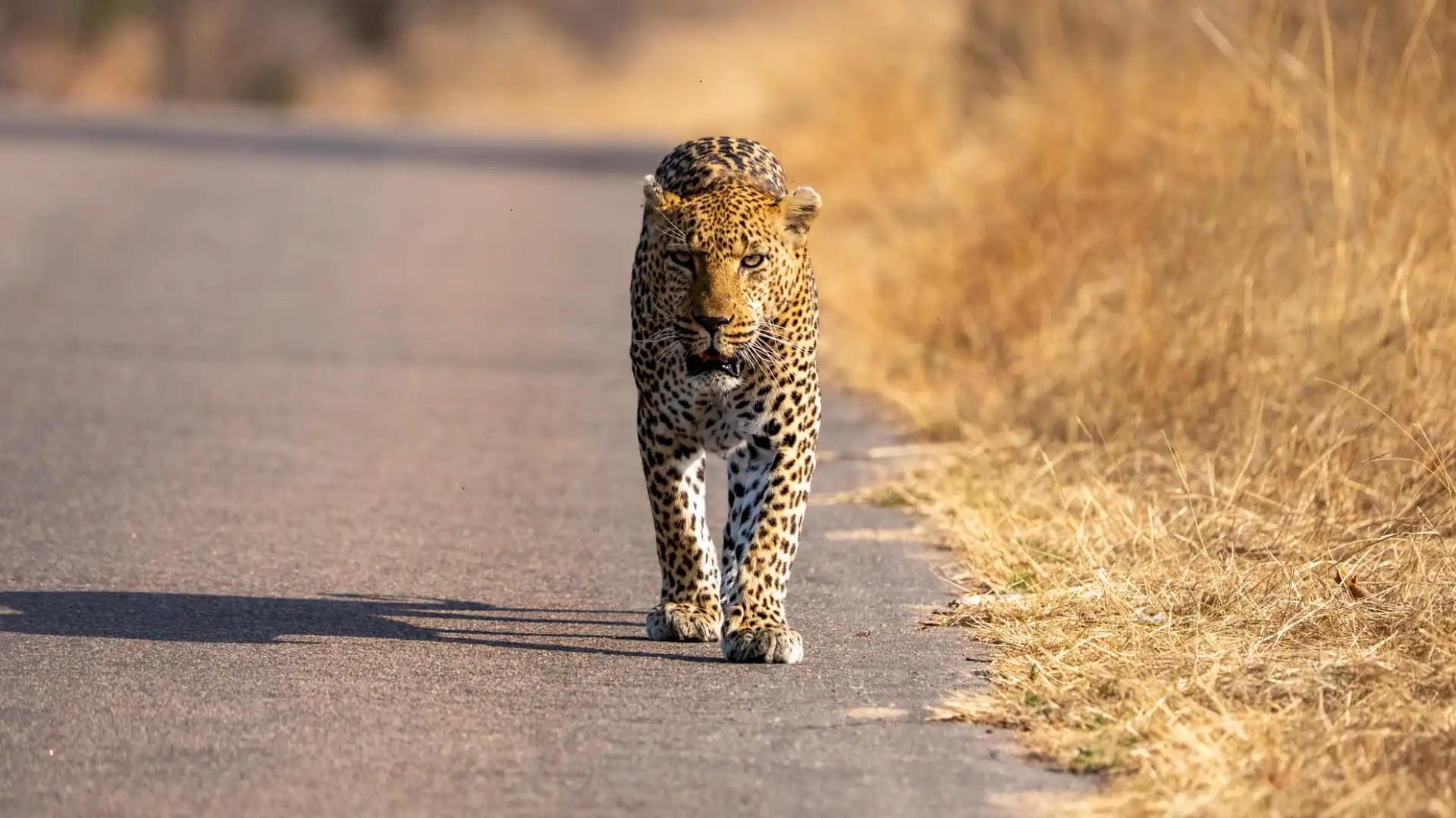 a leopard slowly walking towards us on the tarred road on our private kruger national park safari