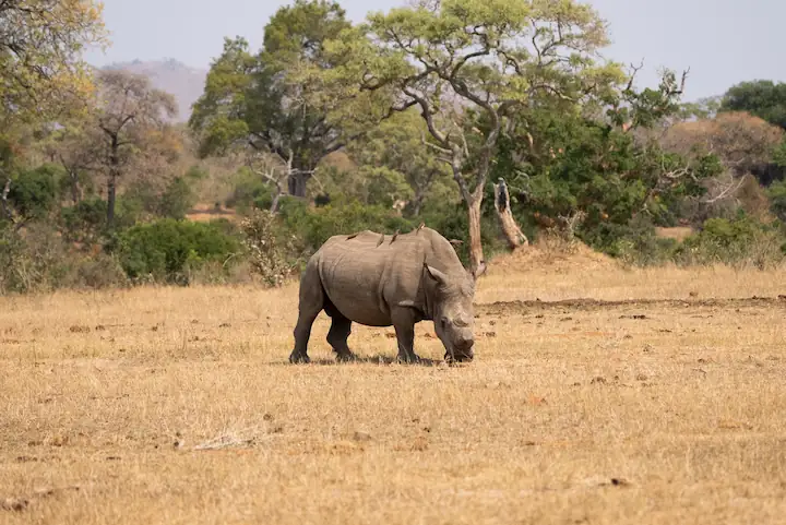 a white rhino slowly grazing towards a man made waterhole in Southern Kruger