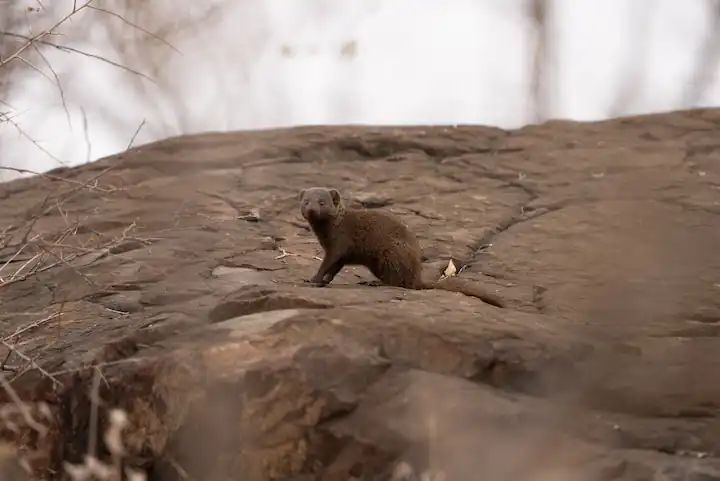 Dwarf Mongoose on a Boulder